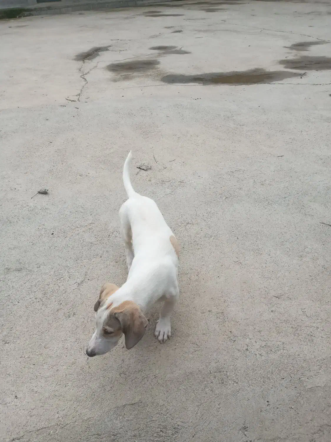 توله شکاری|سگ|صومعه‌سرا, |دیوار