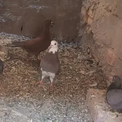 شازده کاکل دوچشمی تهرانی|پرنده|هامون, |دیوار