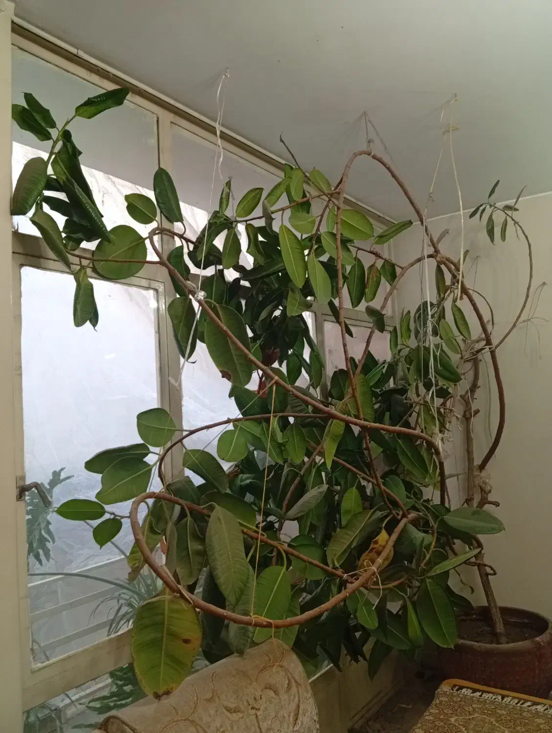 گیاه فیکوس|گل و گیاه طبیعی|کرج, برغان|دیوار