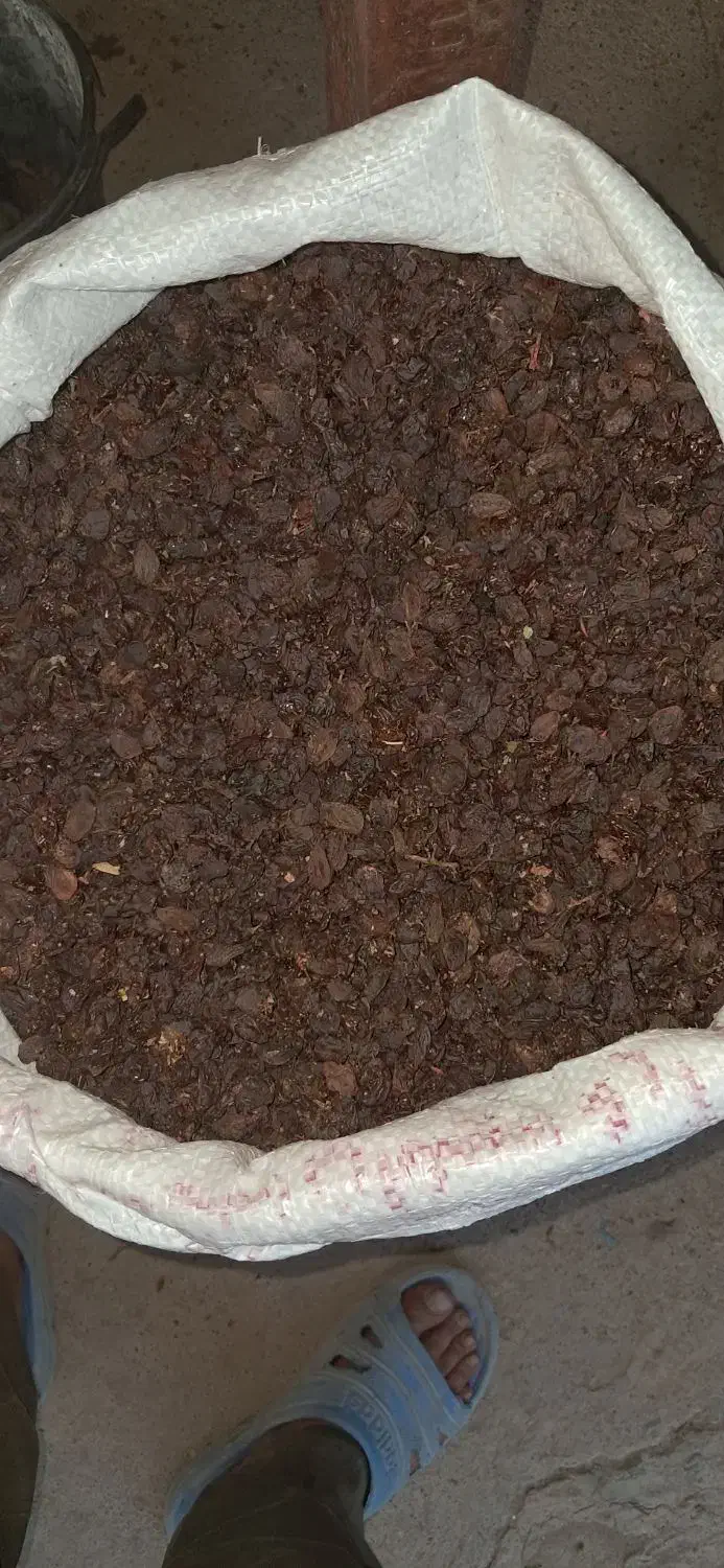 کشمش و مویز|خوردنی و آشامیدنی|بیضا, |دیوار