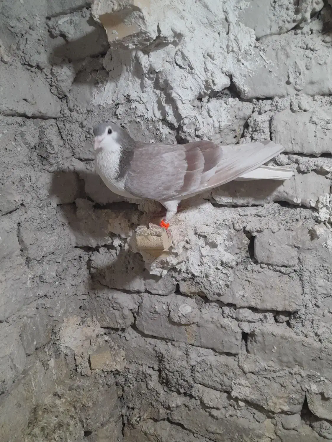 ساده اعقون نر|پرنده|مشهد, پنجتن|دیوار