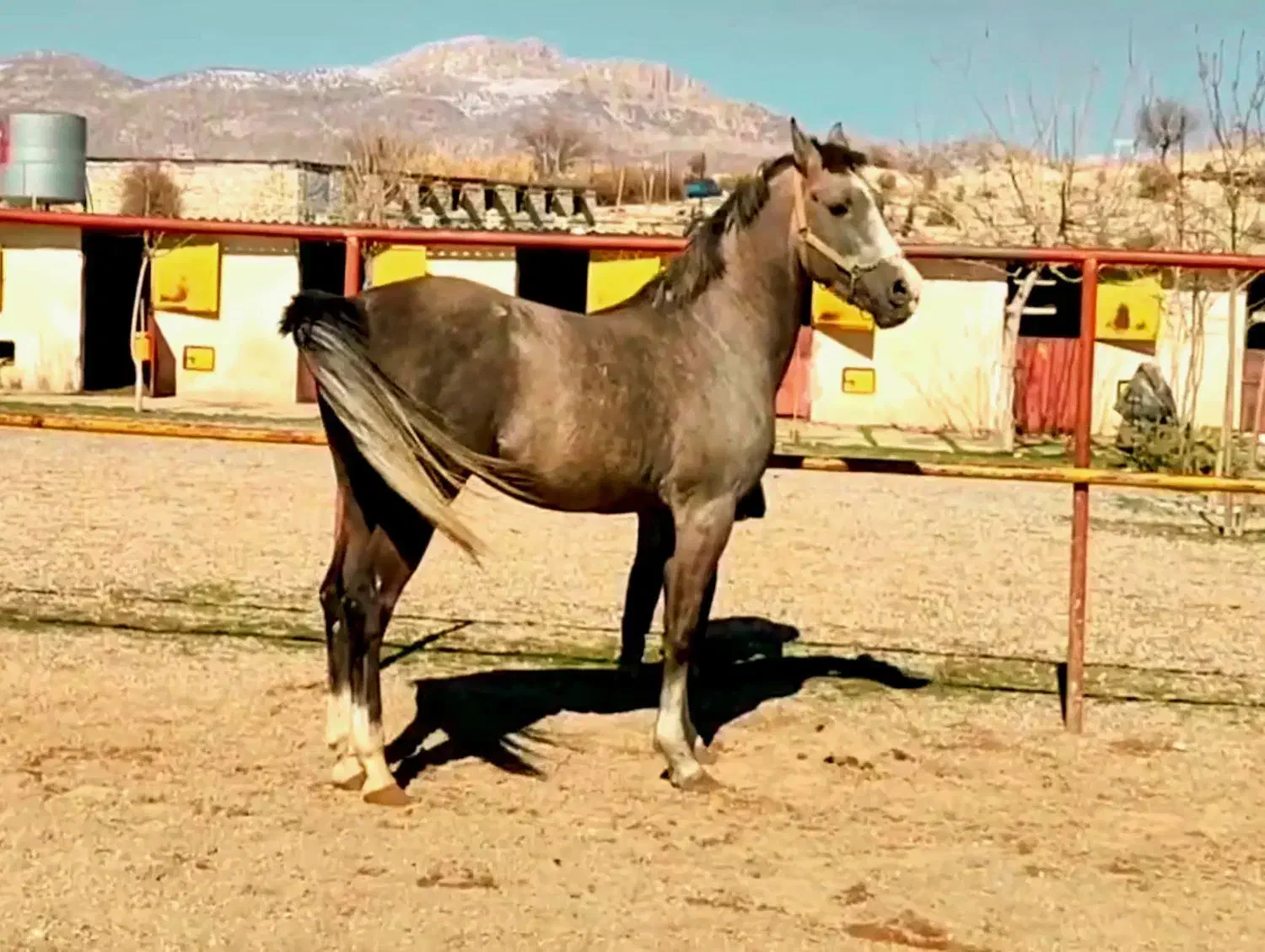 اسب نریان کرد پنج ساله|اسب و تجهیزات اسبسواری|کرمانشاه, |دیوار