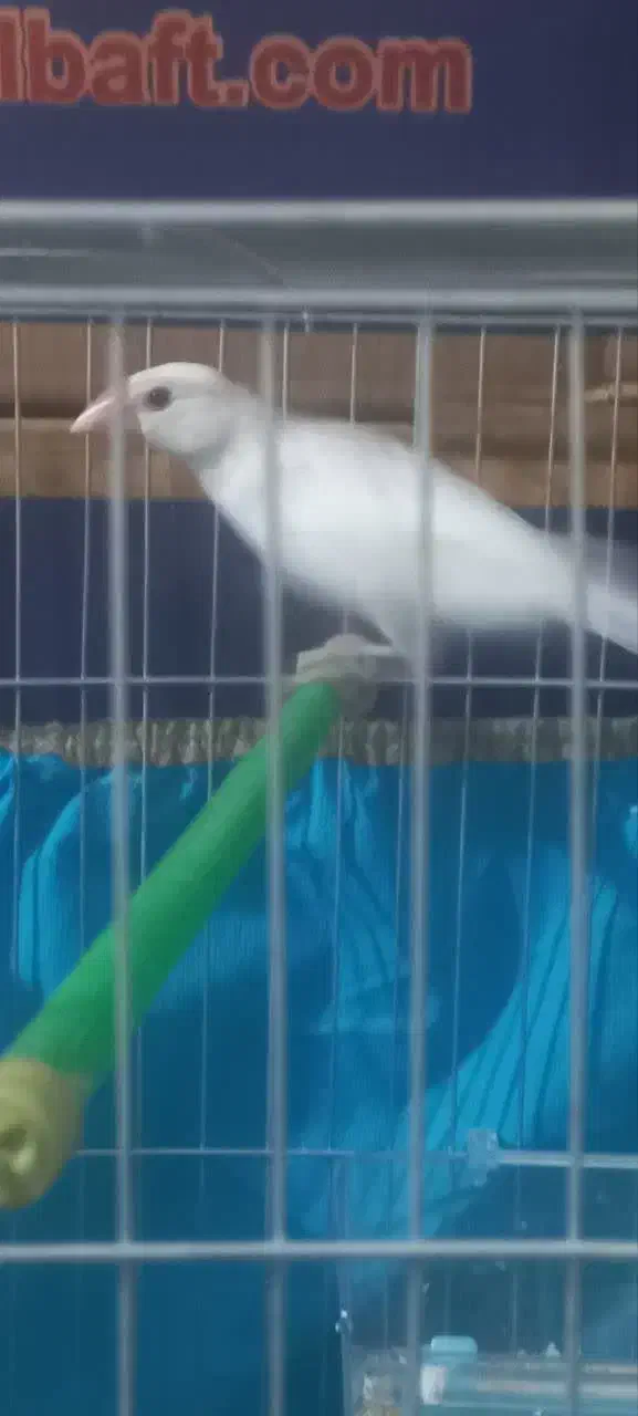 فنج نرگسی|پرنده|شهر ری, سیزده آبان|دیوار