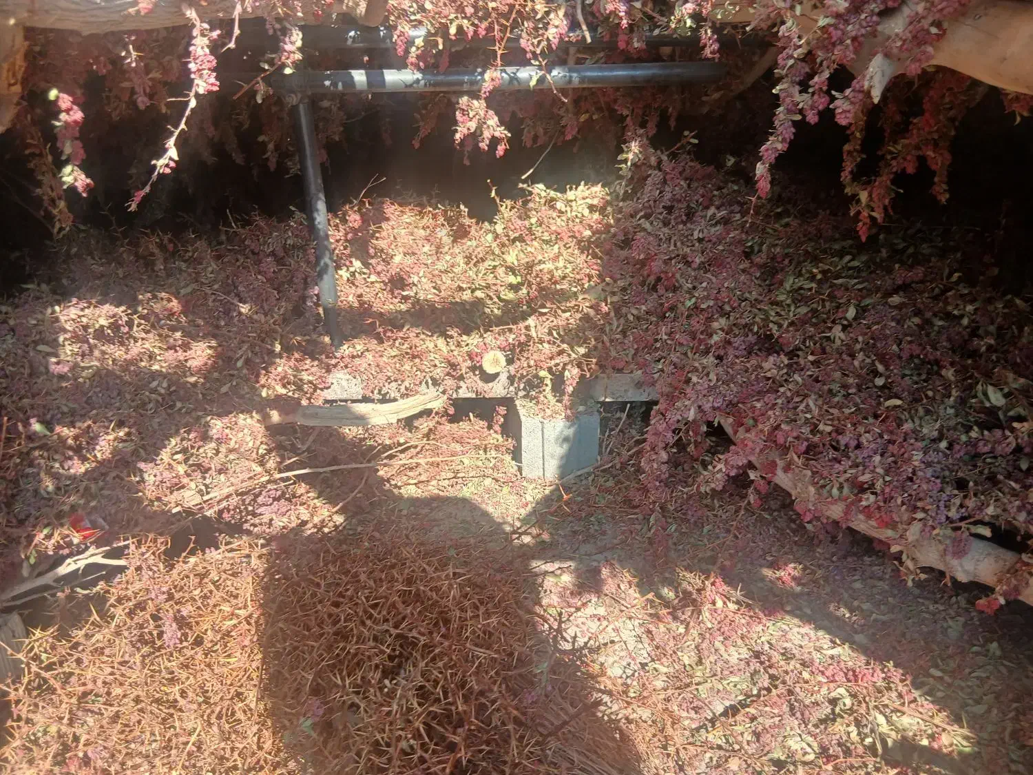 نهال زرشک|گل و گیاه طبیعی|جلگه ماژان, |دیوار