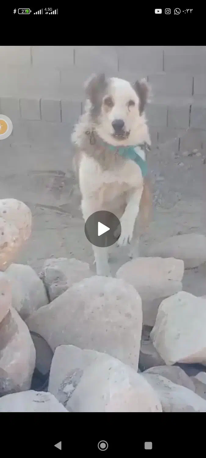 سگ گله ای دهن پاک چوله ای|سگ|جهرم, |دیوار