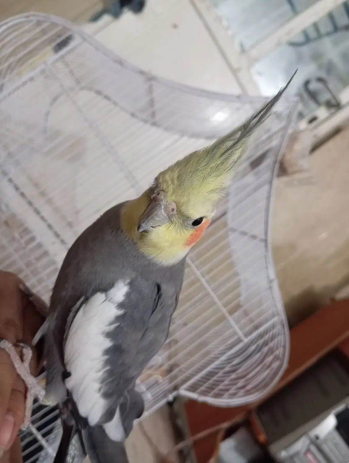 عروسی هلندی نر|پرنده|بندر گناوه, |دیوار