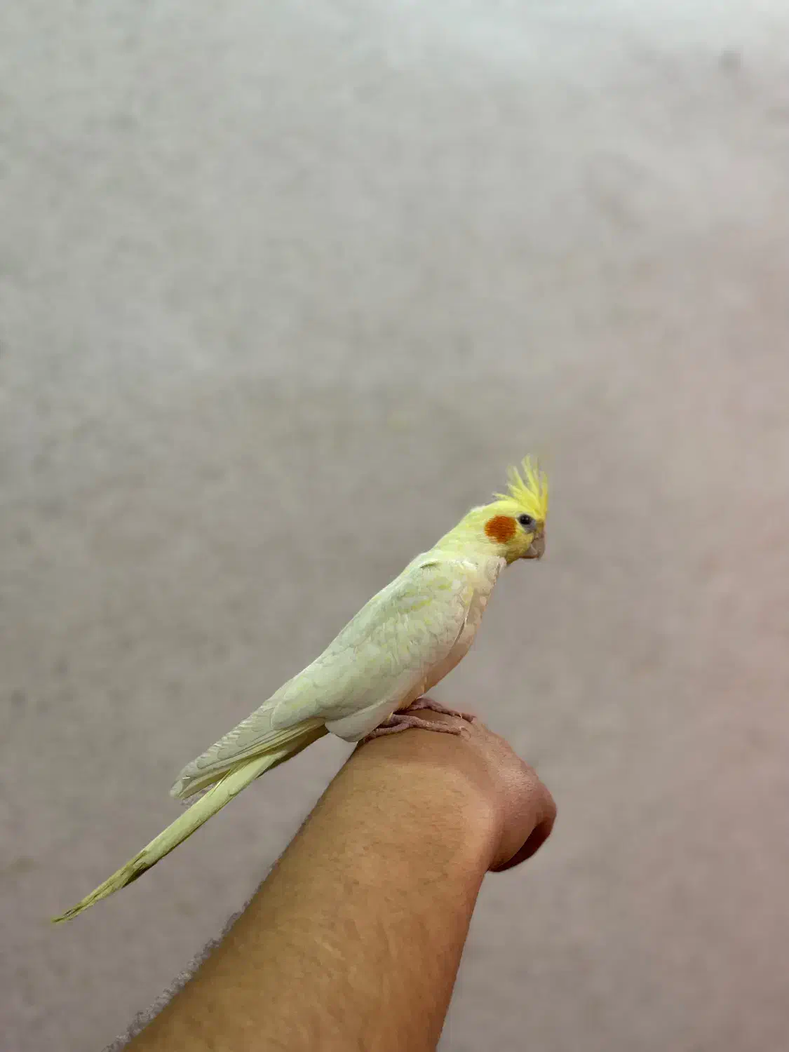 عروس هلندی|پرنده|باسمنج, |دیوار