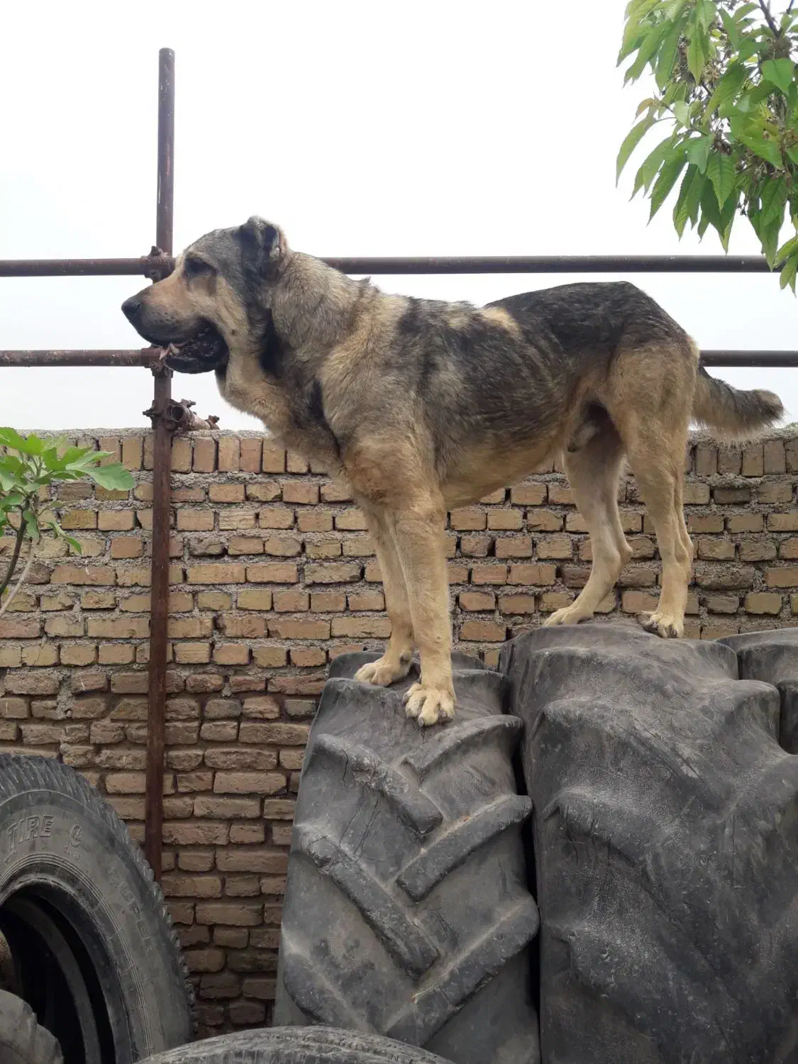 واگذاری سگ پژدر نر|سگ|محمدیه-قزوین, |دیوار
