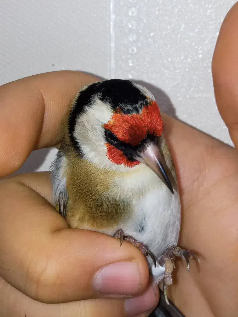 یه سهره نر عطیقه گل قفل|پرنده|تهران, مسعودیه|دیوار