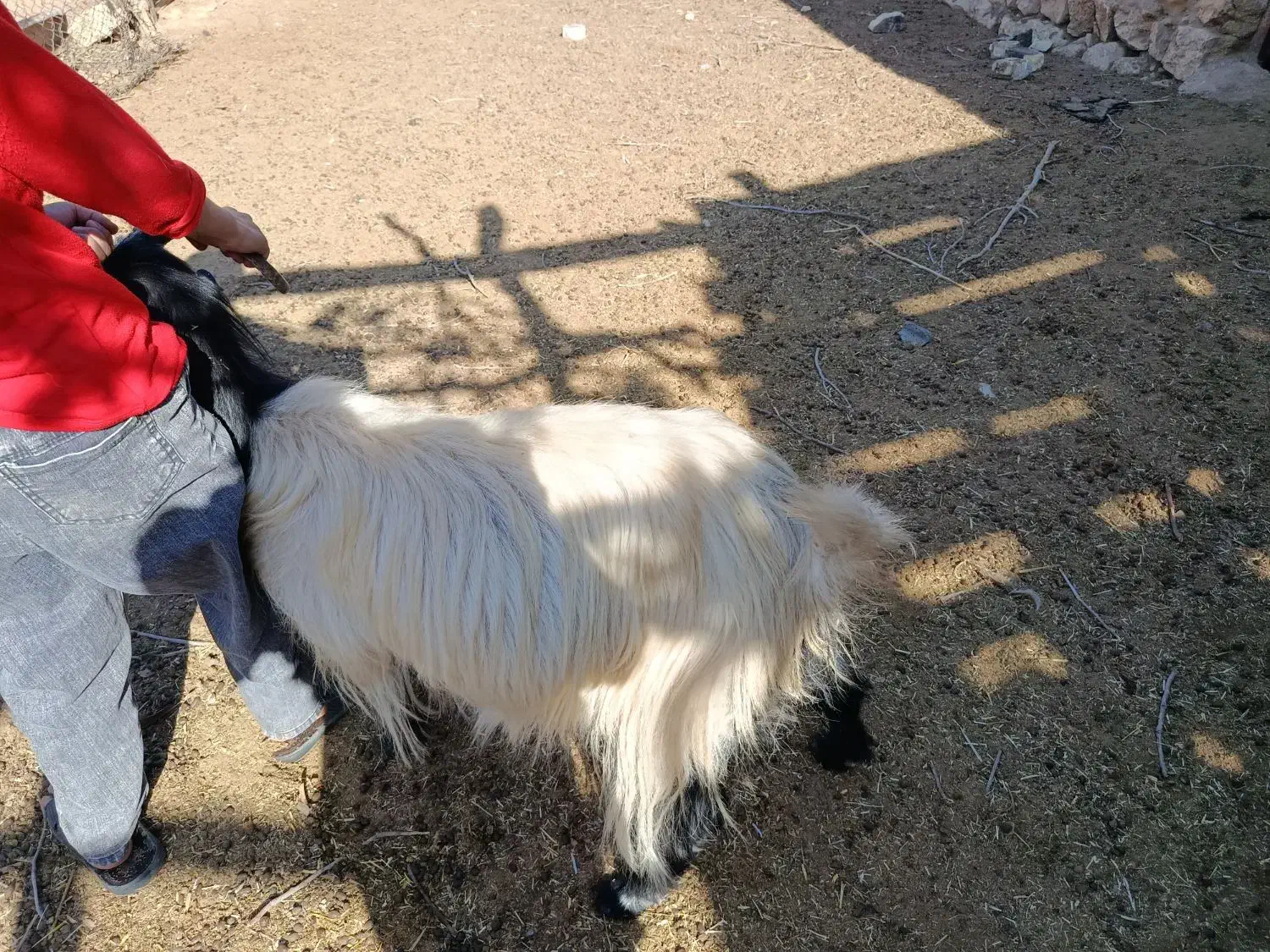 بز چاق برا کشت|حیوانات مزرعه|لردگان, |دیوار