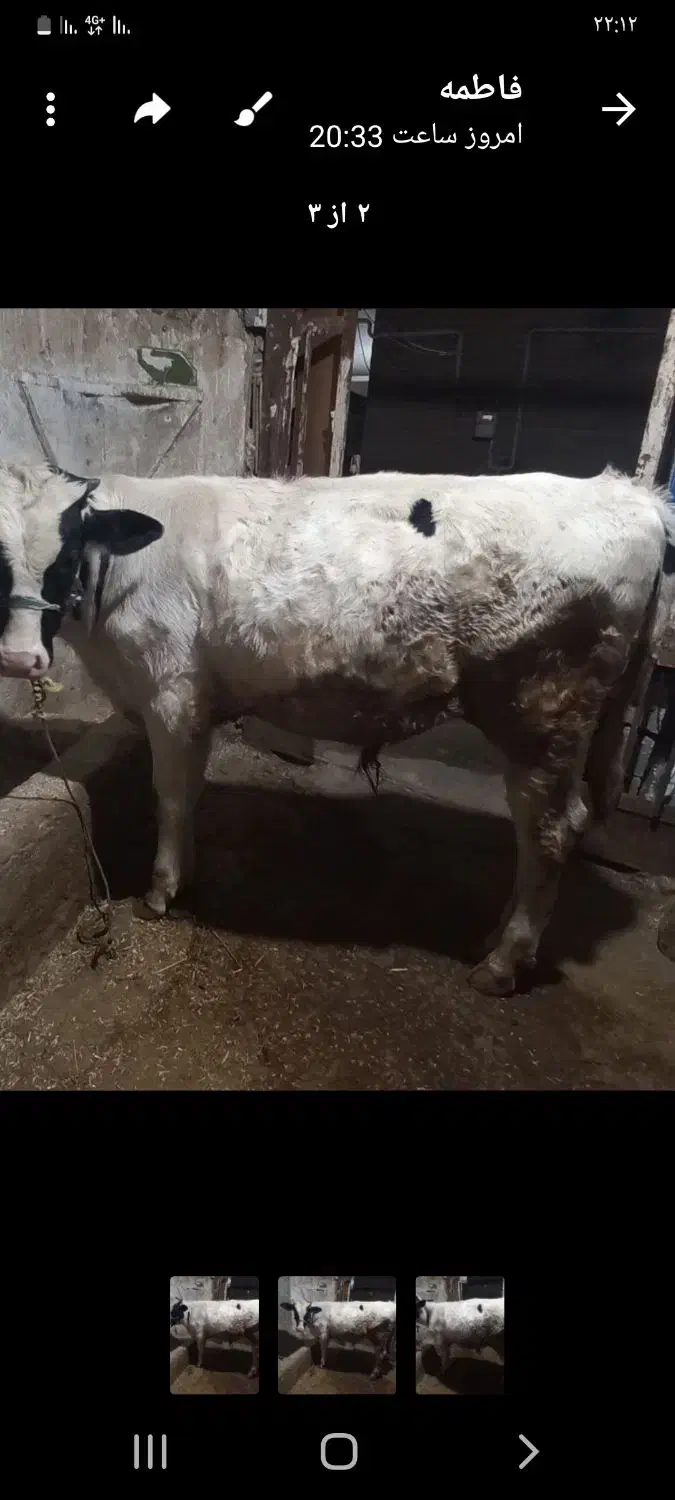 گاو نر|حیوانات مزرعه|سرپل ذهاب, |دیوار