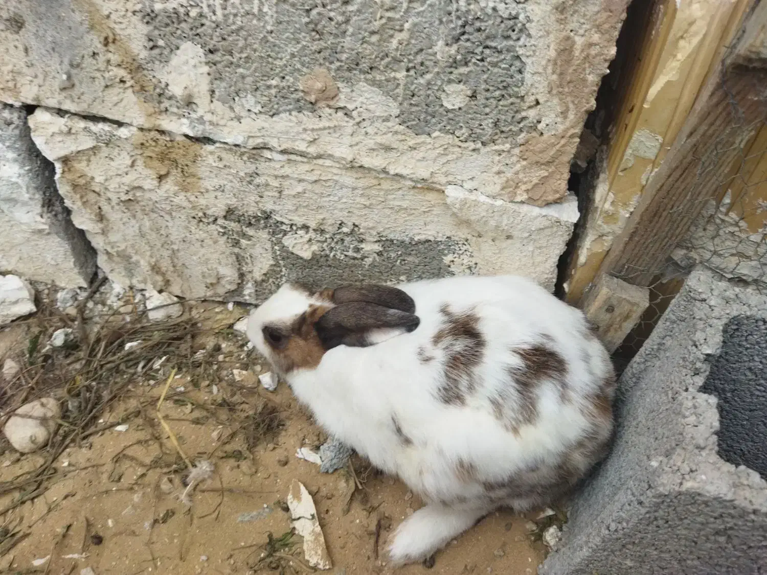 خرگوش|موش و خرگوش|برازجان, |دیوار