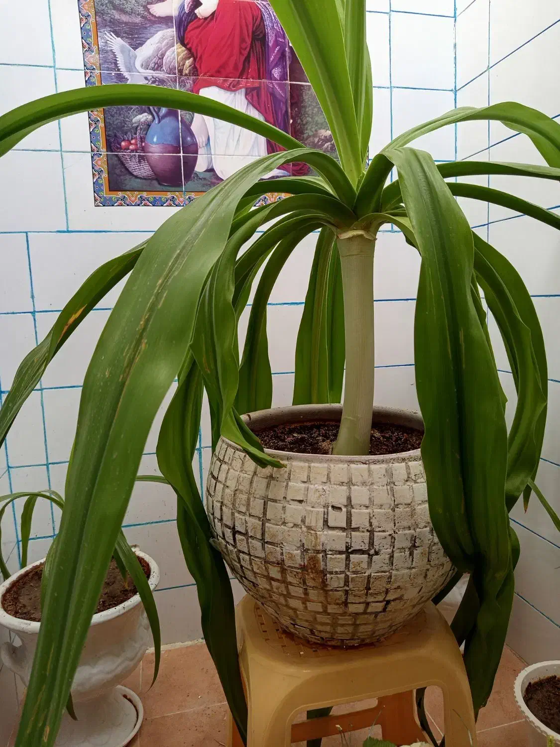 گل ذرتی|گل و گیاه طبیعی|جهرم, |دیوار