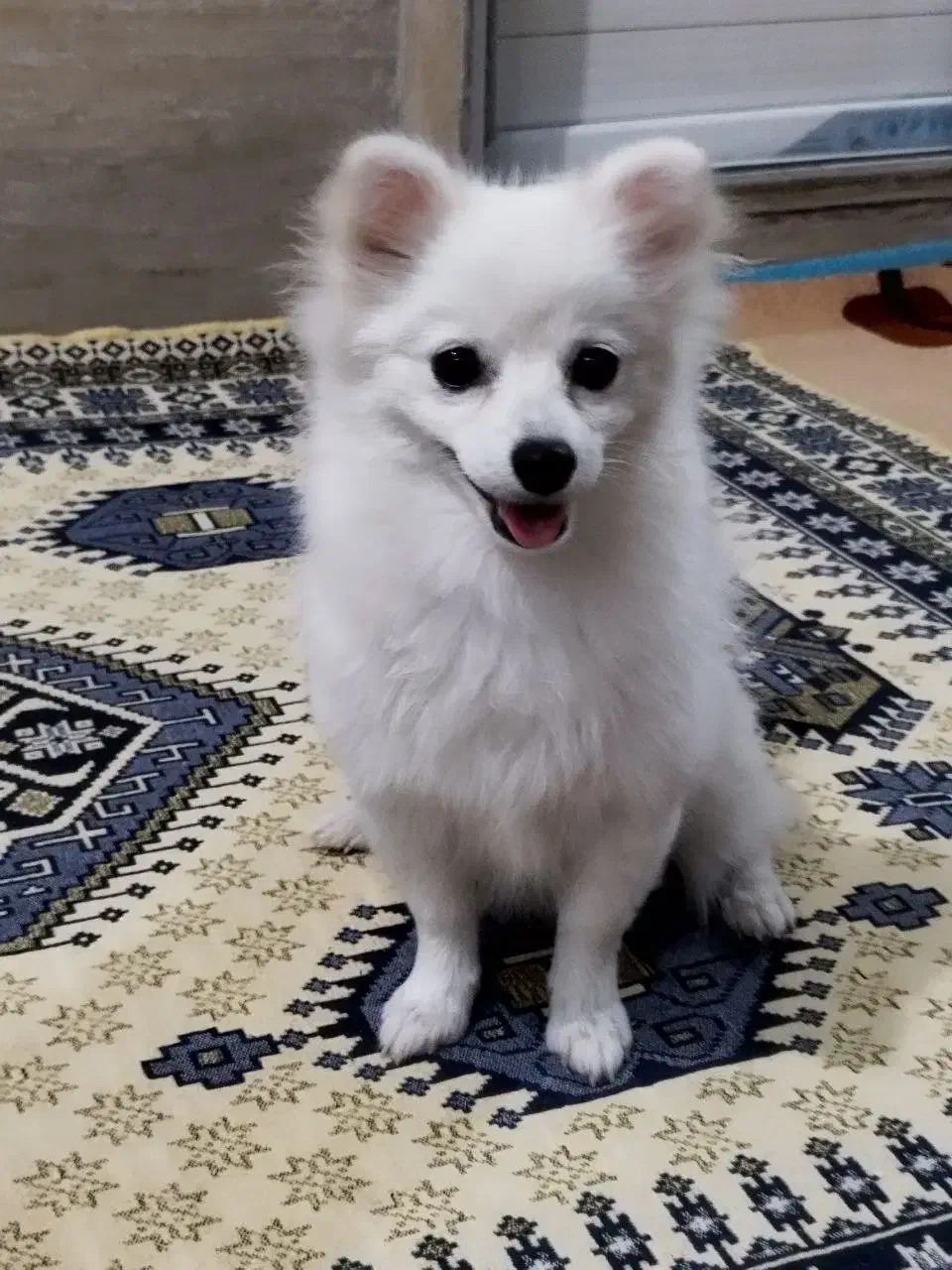 پامرین ۵ماه سایز کوچیک|سگ|فردیس, شهرک شهید حسینی|دیوار