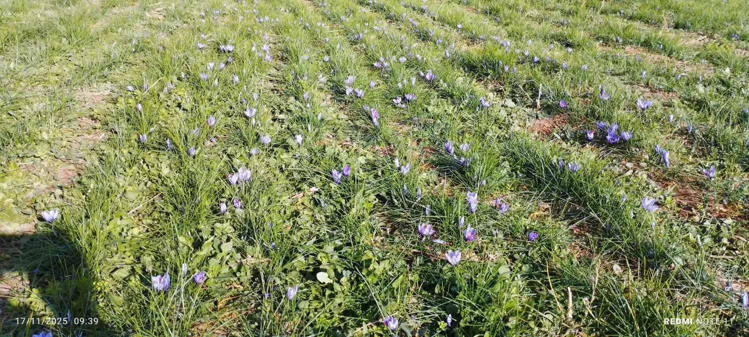 زعفران|خوردنی و آشامیدنی|قلقل رود, |دیوار