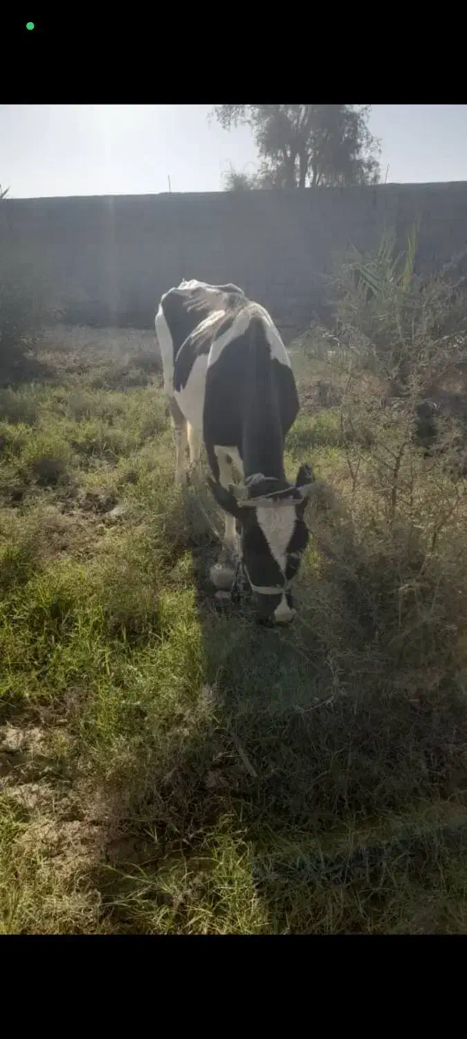 گاو ماده|حیوانات مزرعه|قلعه قاضی, |دیوار