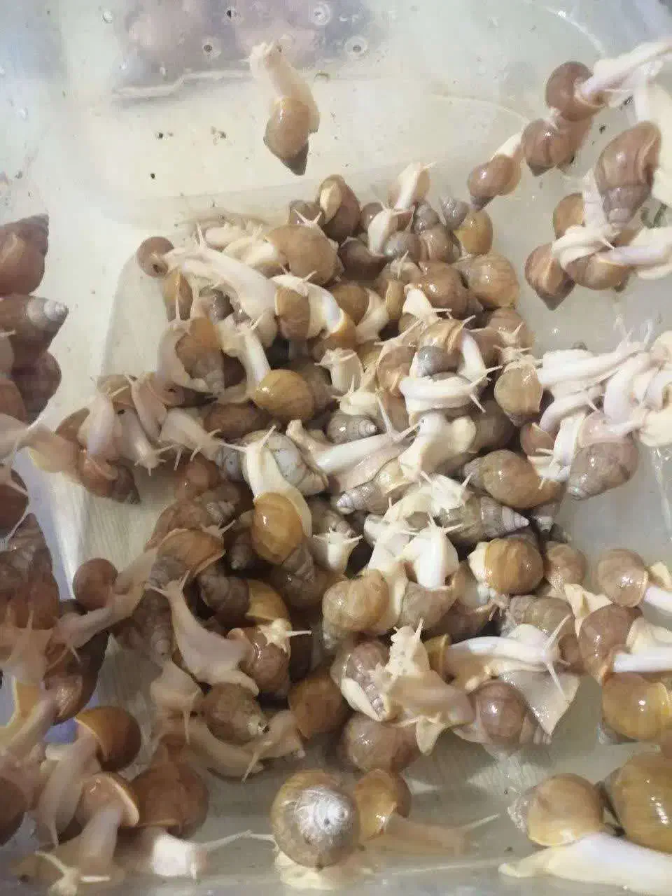 واگذاری حلزون یک جا به تعداد بالا|خزنده|تهران, باغ خزانه|دیوار