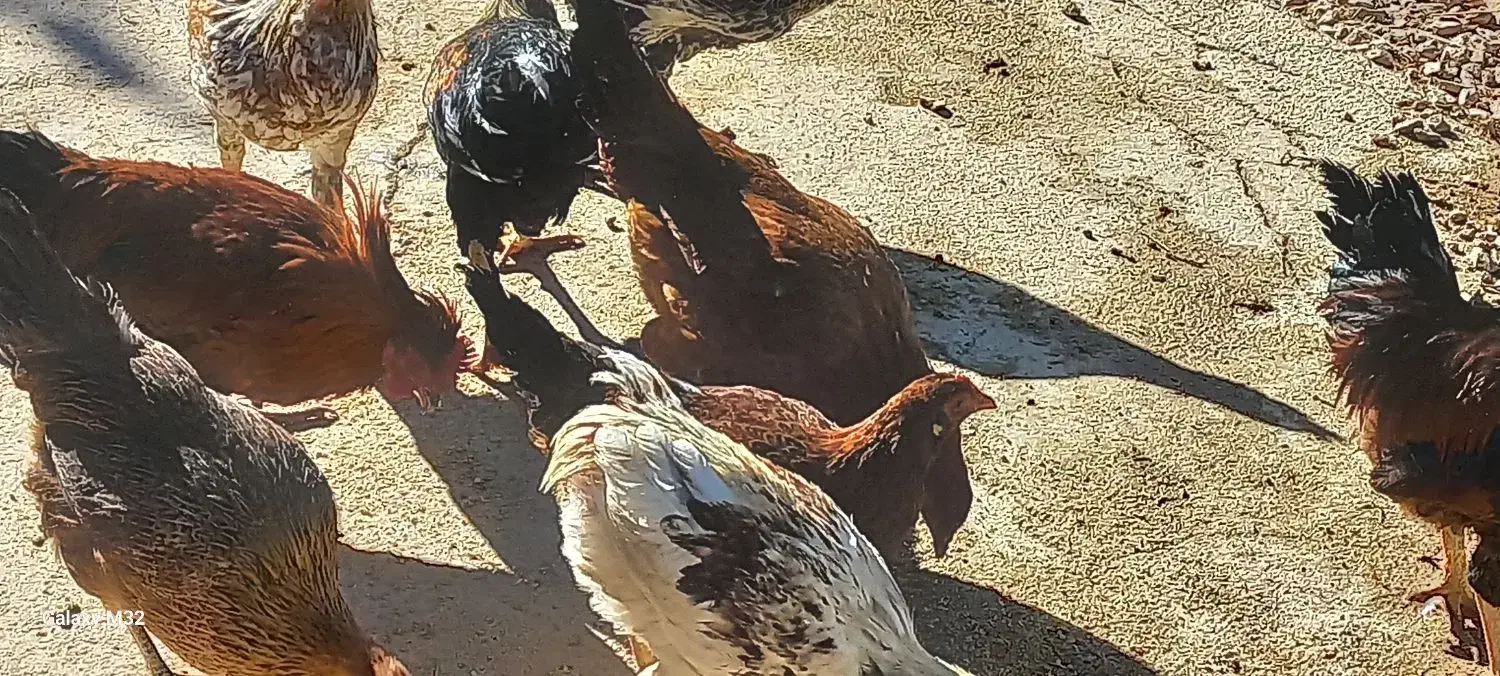 خروس|پرنده|قلعه شاهین, |دیوار