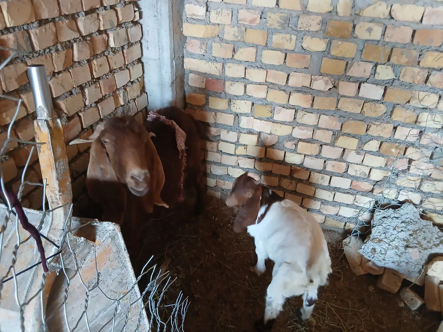 بز  شیر ده|حیوانات مزرعه|اسفراین, |دیوار