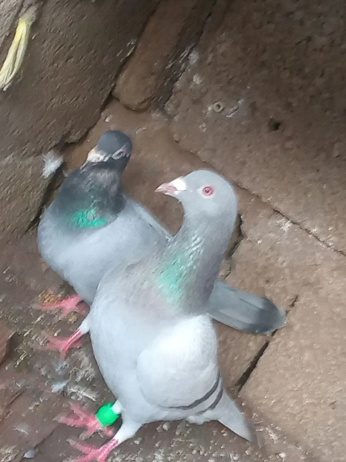 دوعدد کفتر نر دونه ای 200تومن|پرنده|ماسال, |دیوار