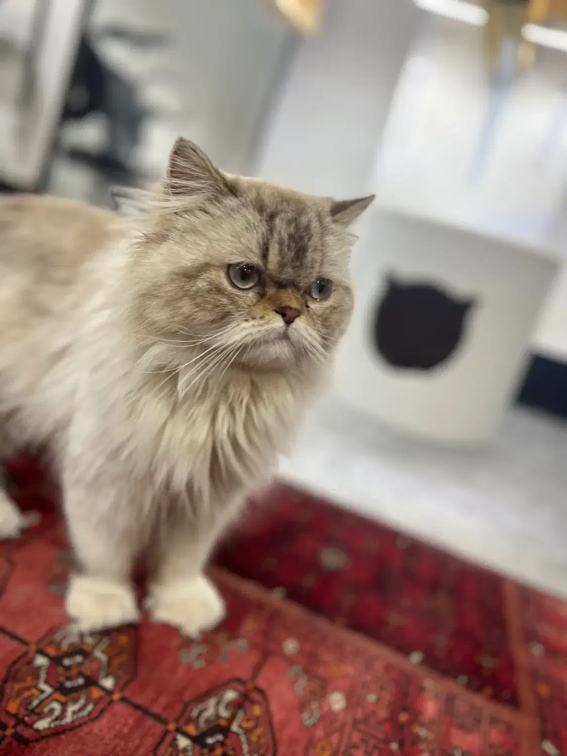 گربه نر هیمالین|گربه|شهریار, شهریار|دیوار