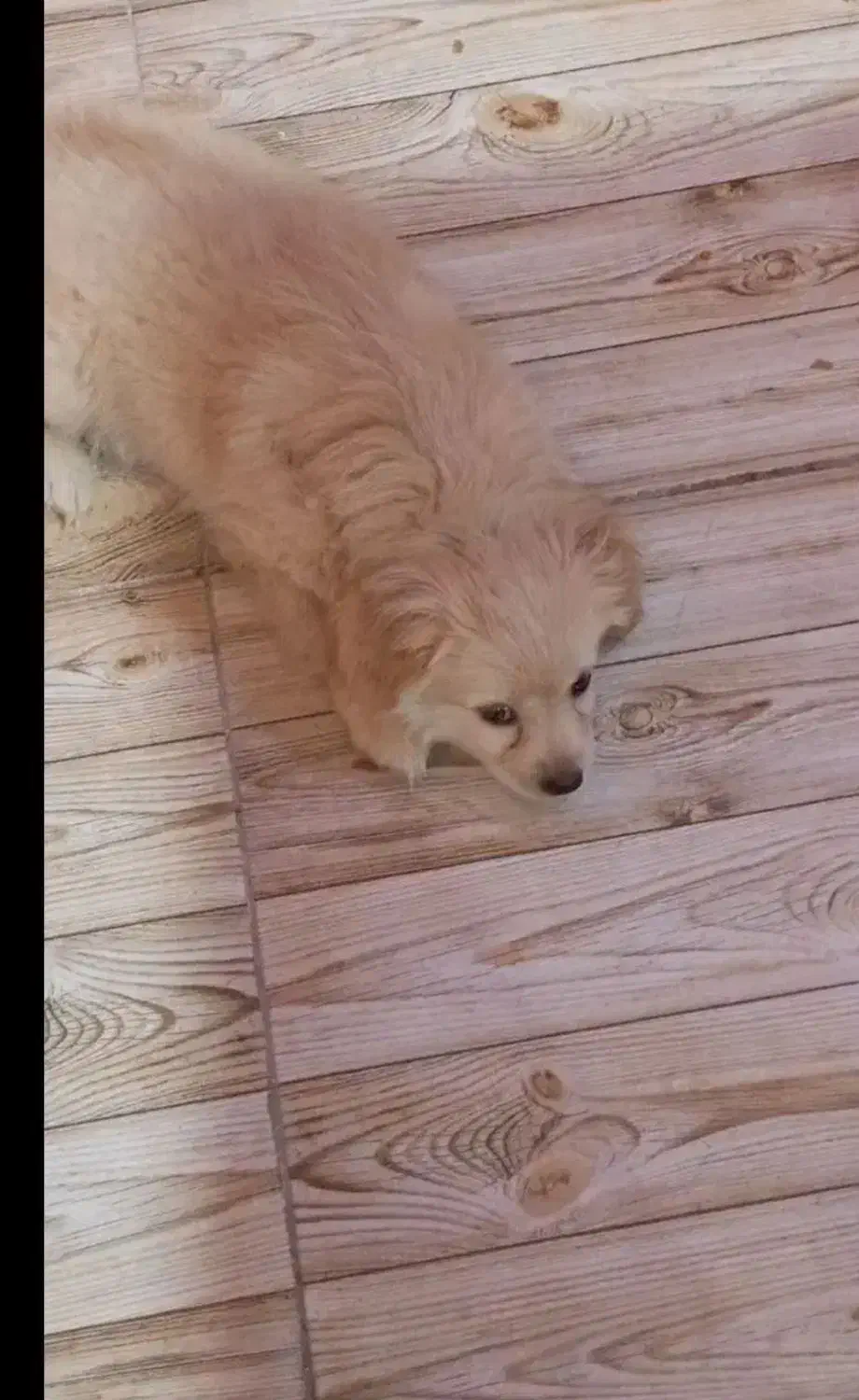 یک عددتوله سگ ماده اشپیتز|سگ|بهبهان, |دیوار