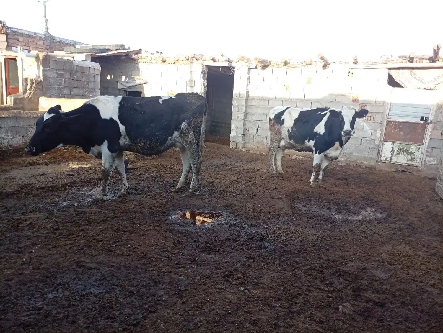 گاو|حیوانات مزرعه|نیشابور, خط کاشمر|دیوار