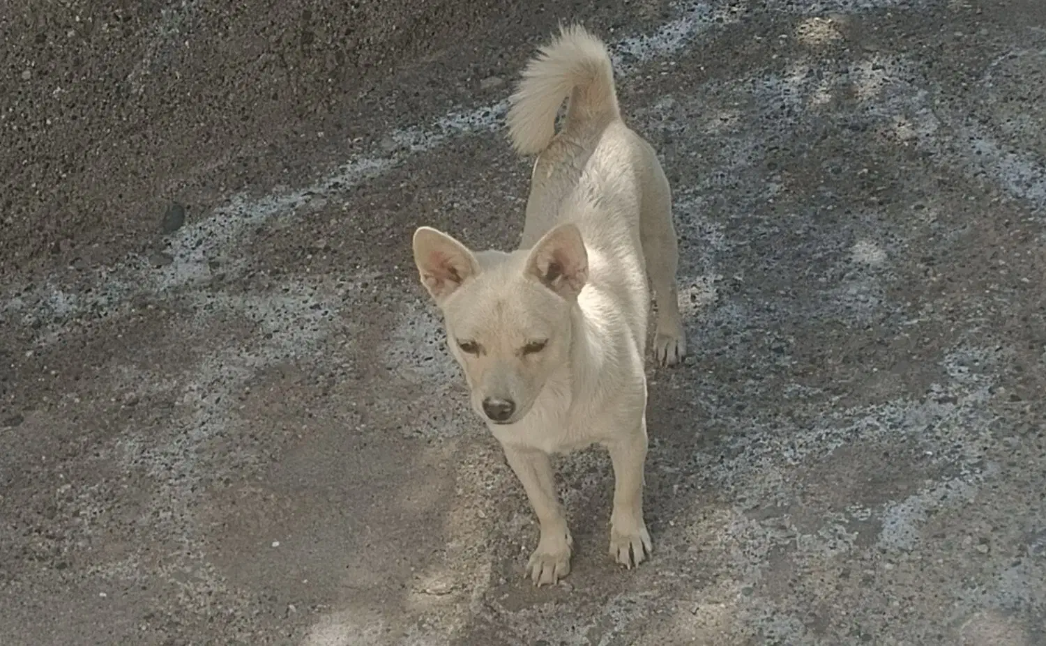 سگ فروشی|سگ|جیرفت, |دیوار