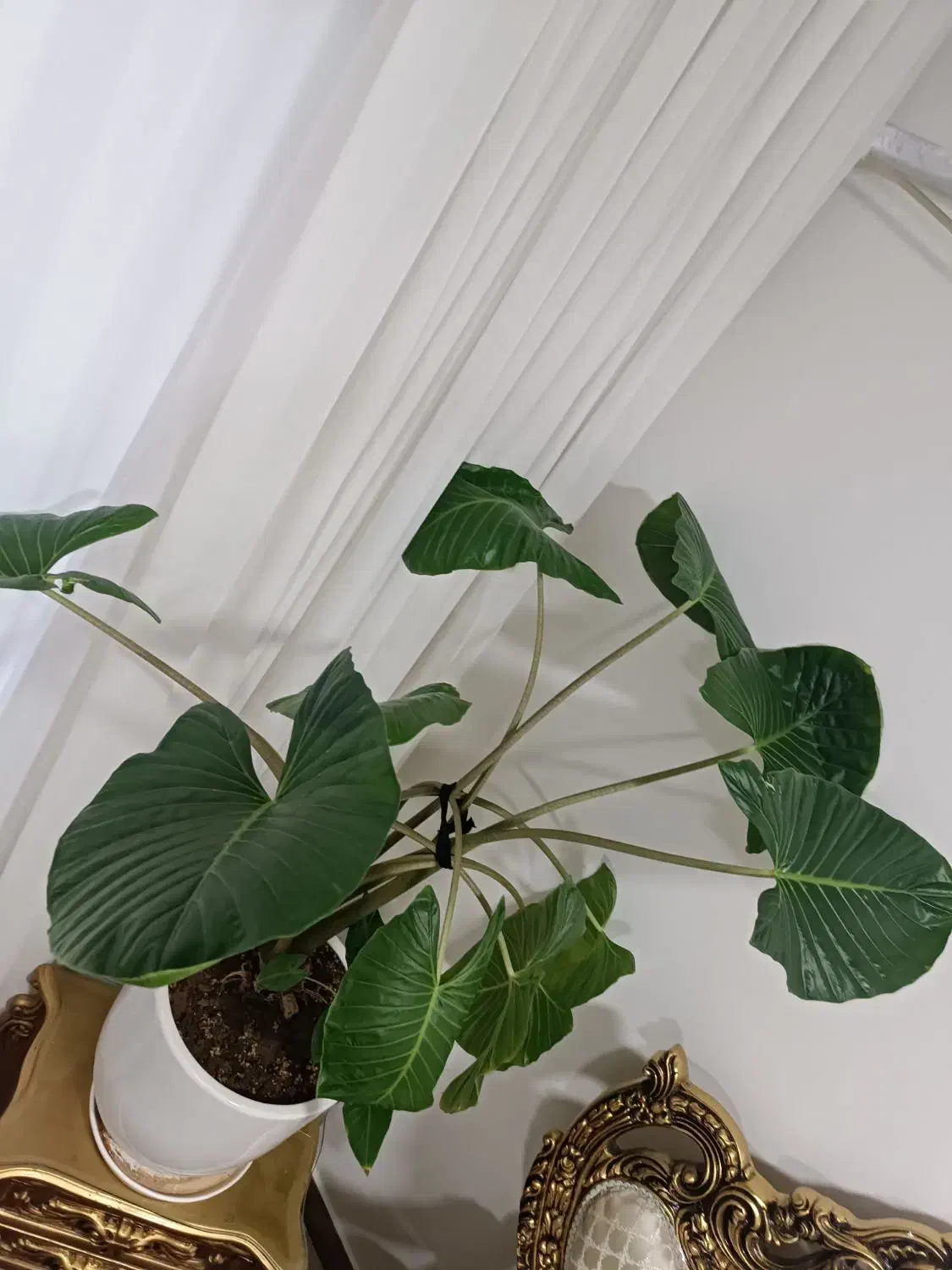 گل بابا آدم|گل و گیاه طبیعی|الیگودرز, |دیوار