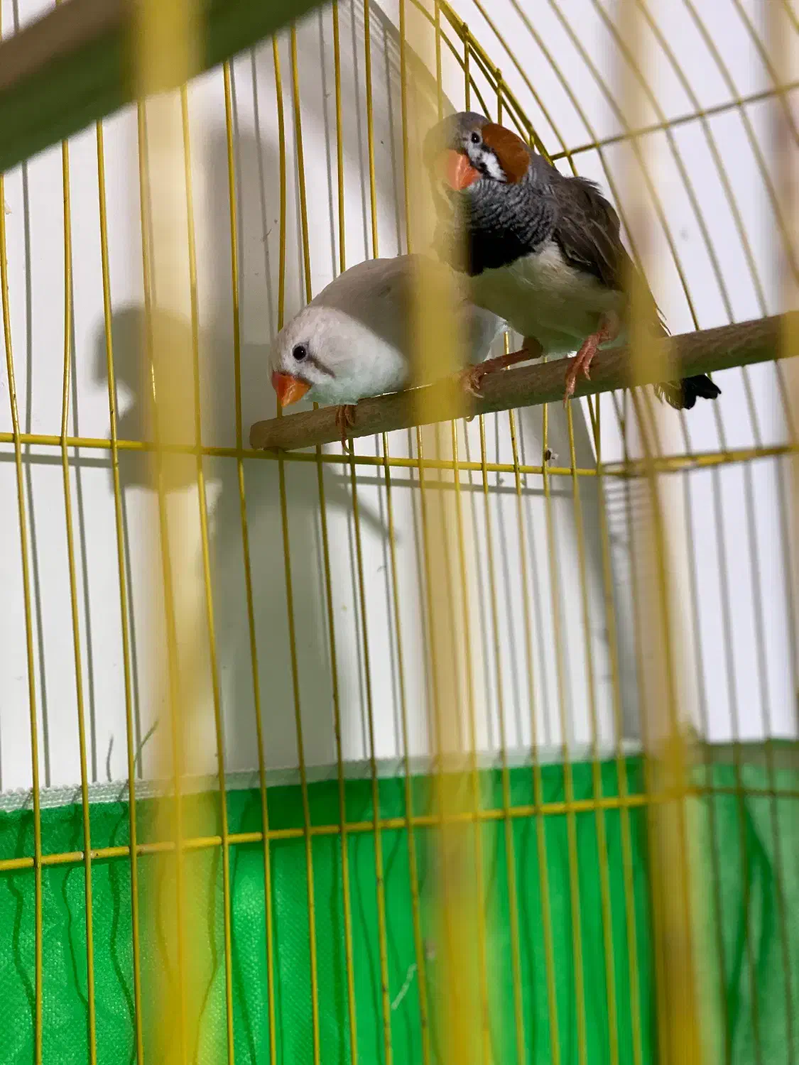 جفت فنچ کینگ سایز بزرگ با پنج تا تخم|پرنده|سنندج, |دیوار