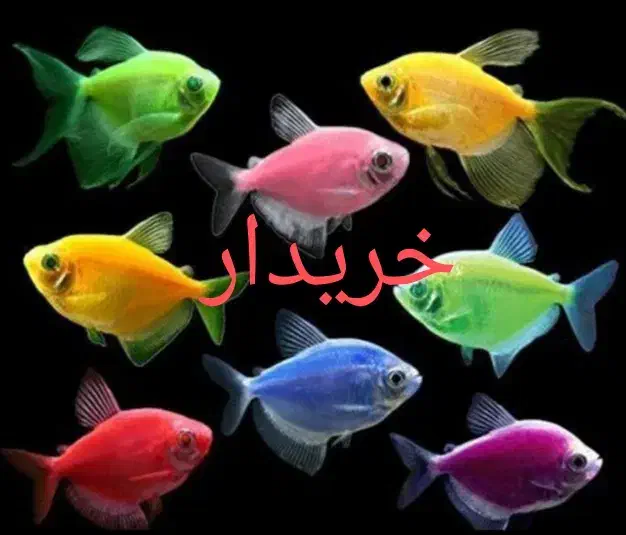 ماهی|ماهی|بم, |دیوار