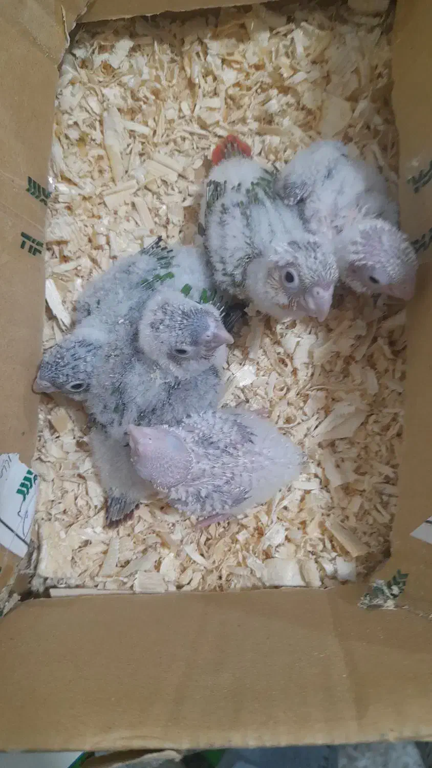 جوجه گرنجیک|پرنده|ماسال, |دیوار