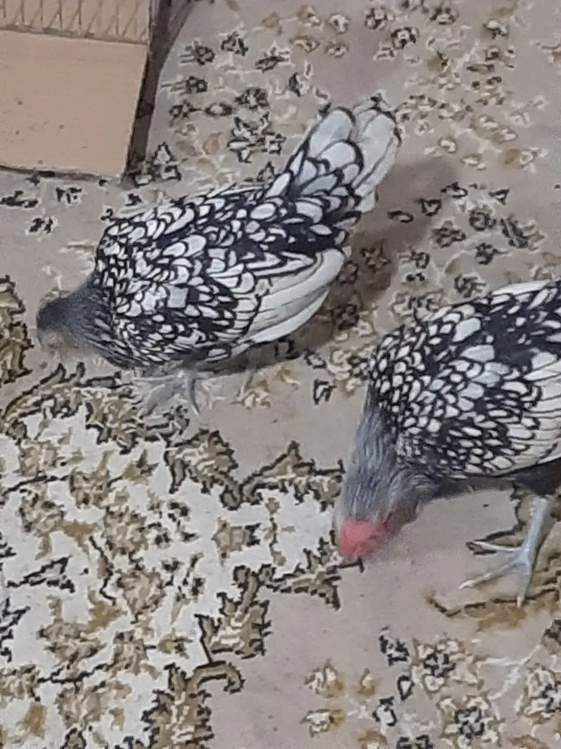 مرغ و خروس مینیاتوری|پرنده|اسلامشهر, ده عباس|دیوار