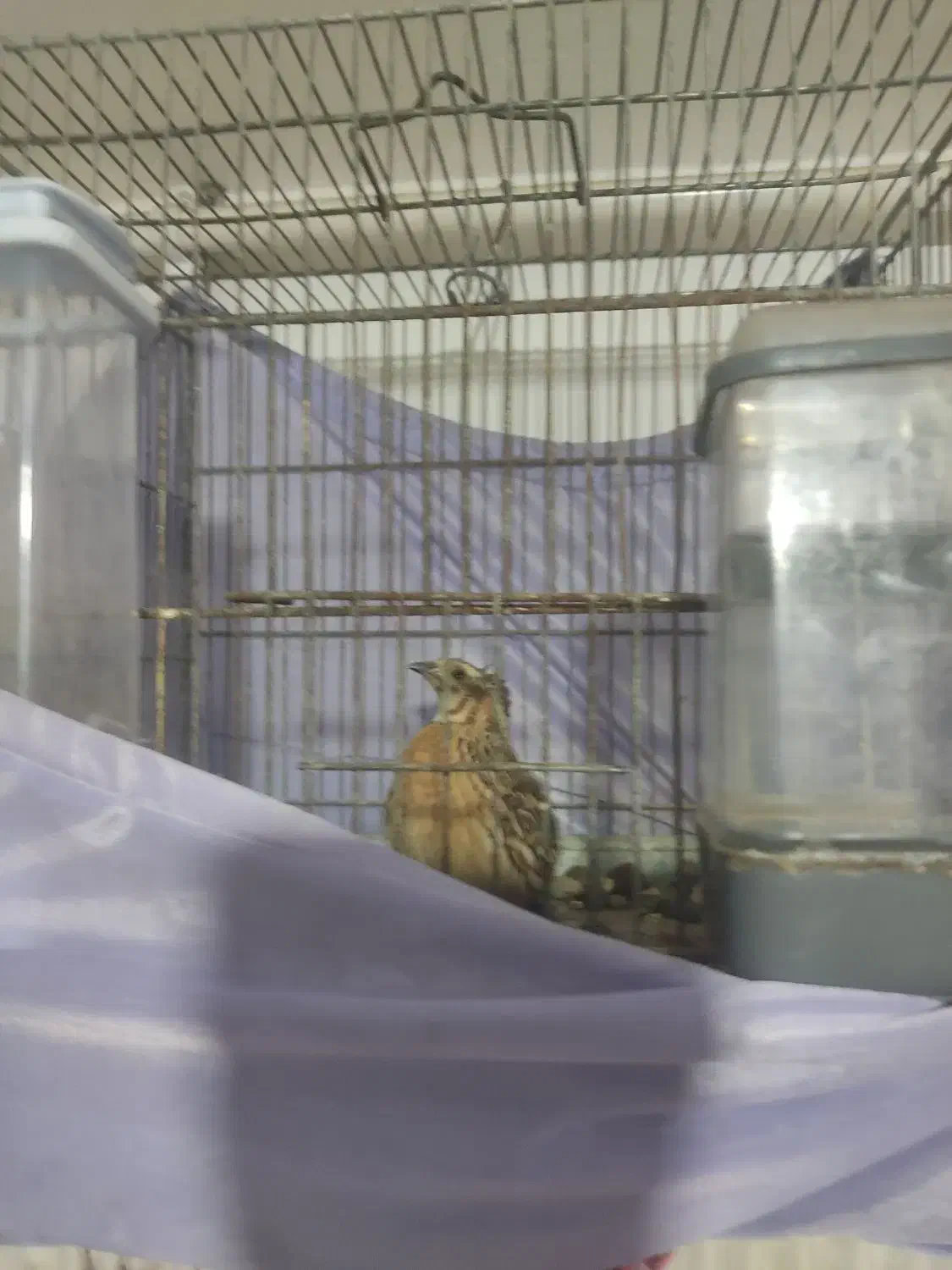 سهره ،قناری|پرنده|گرگان, |دیوار