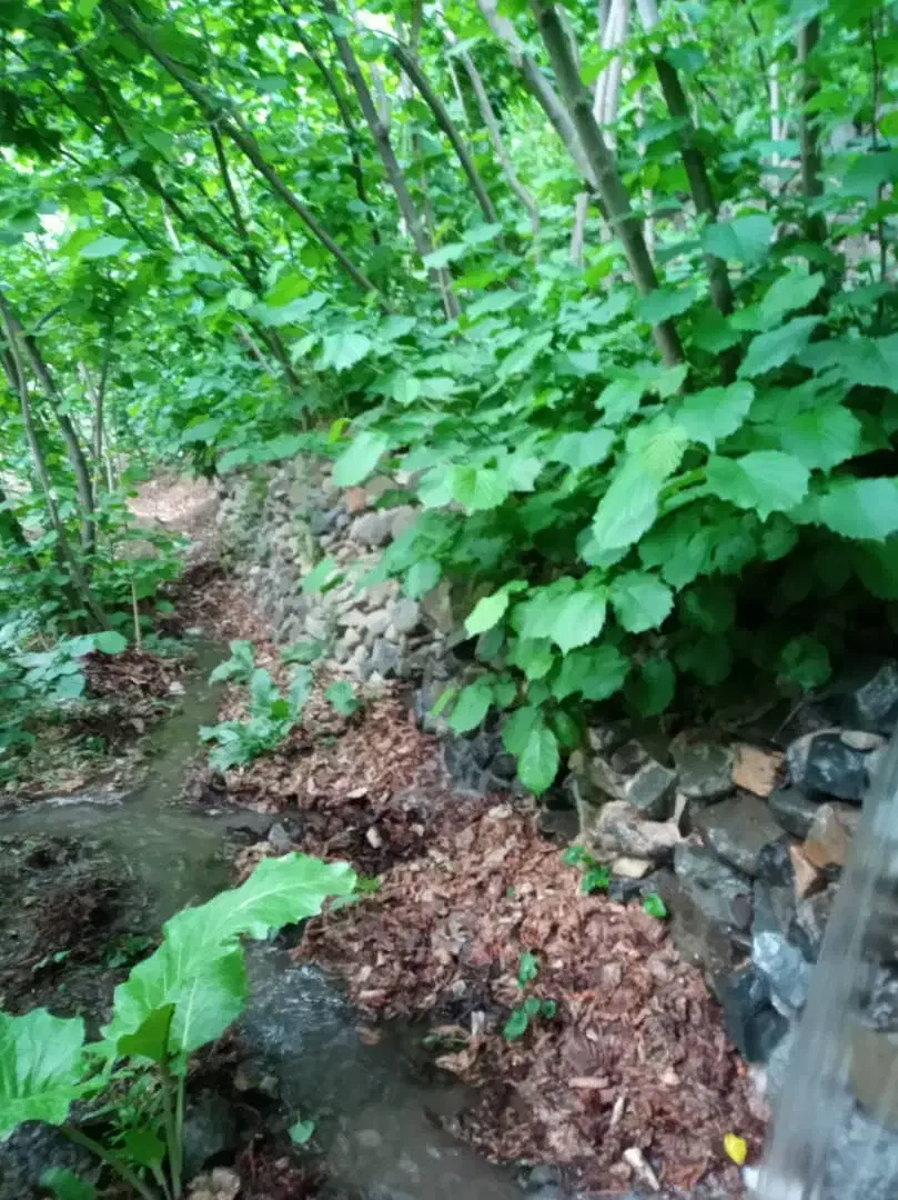 خریدو فروش زمین و معاوضه|فروش زمین و ملک کلنگی|قم, بنیاد|دیوار