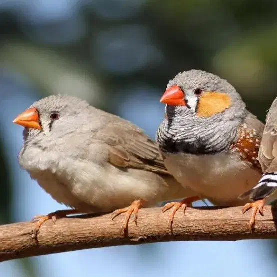 فنچ|پرنده|وحیدیه, |دیوار