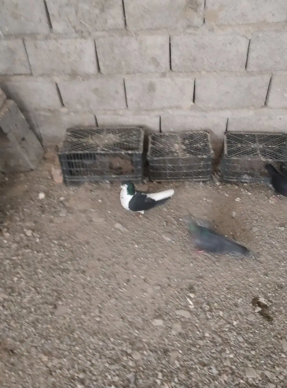 کفتر سرخ نر|پرنده|سراوان, |دیوار