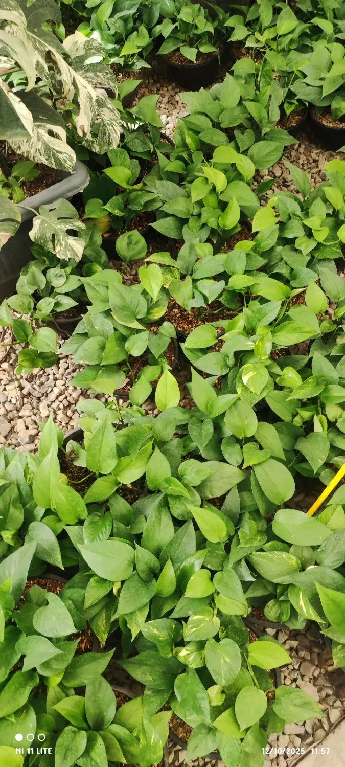 انواع گلهای اپارتمانی|گل و گیاه طبیعی|ورامین, ورامین|دیوار