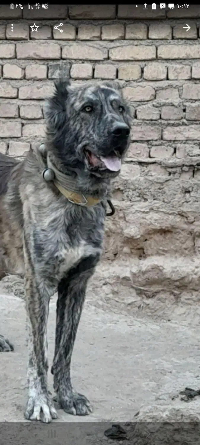 سگ گم شده|حیوانات|فرمهین, |دیوار