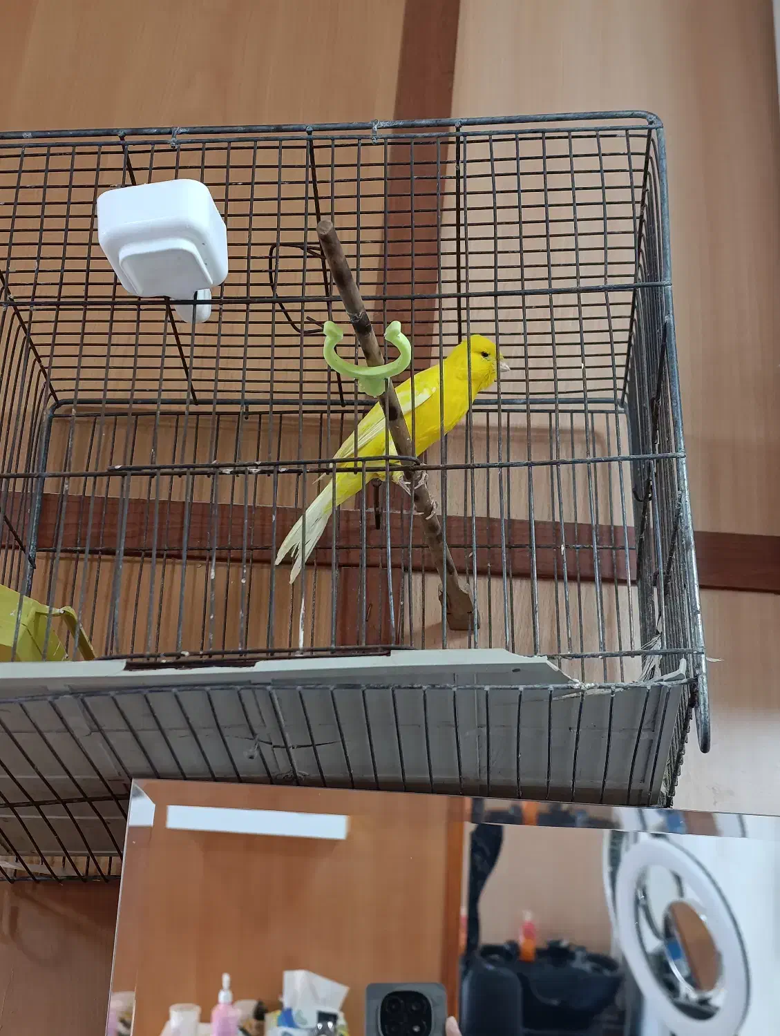 قناری سوپر|پرنده|اقبالیه, |دیوار