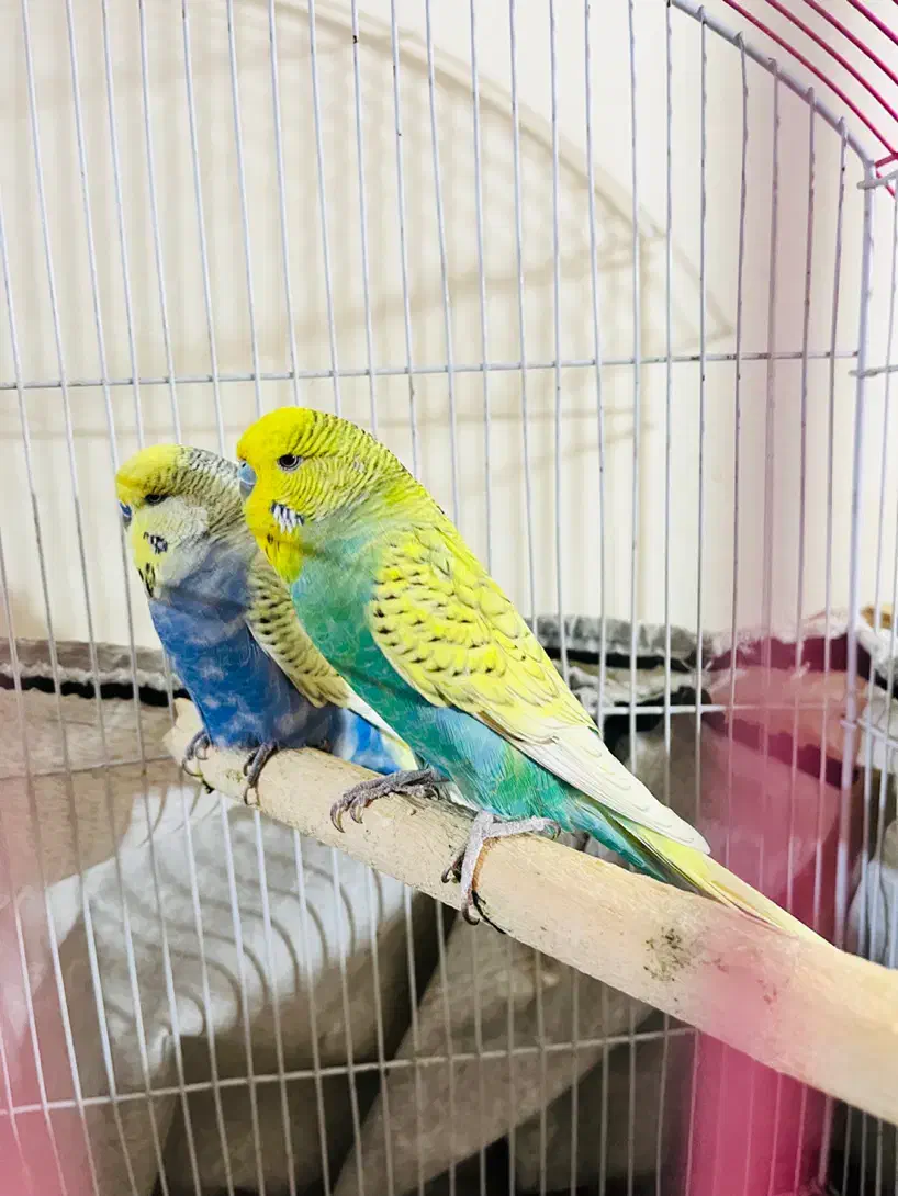 مرغ عشق انگلیسی|پرنده|شیراز, زیباشهر|دیوار