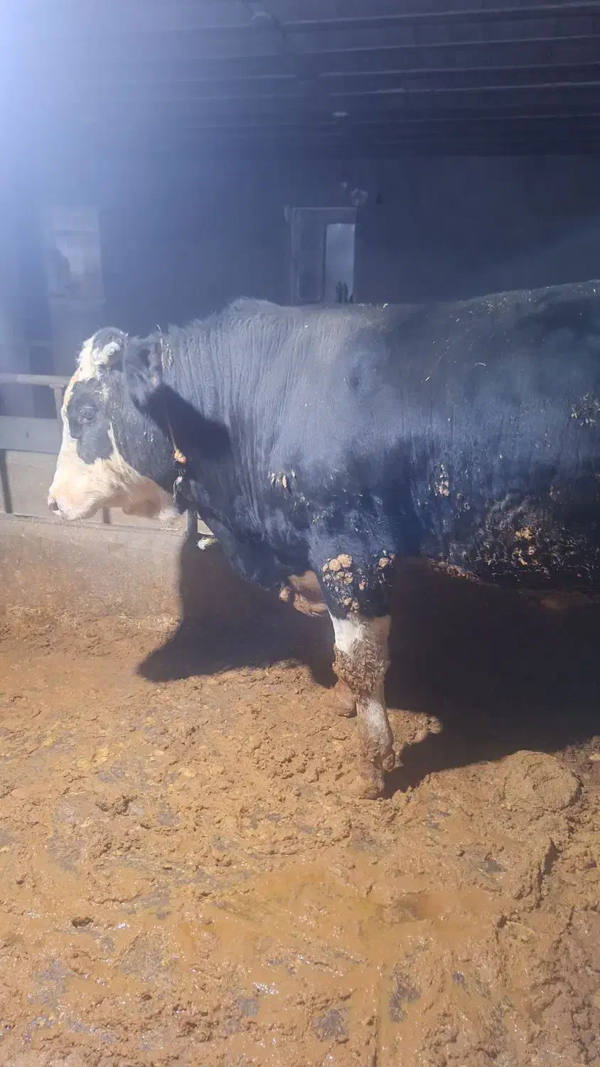 گوساله گوشتی|حیوانات مزرعه|ماهیدشت, |دیوار