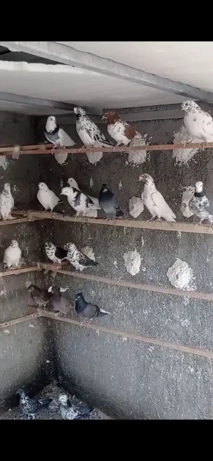 کبوتر تهرانی|پرنده|شهریار, شهریار|دیوار