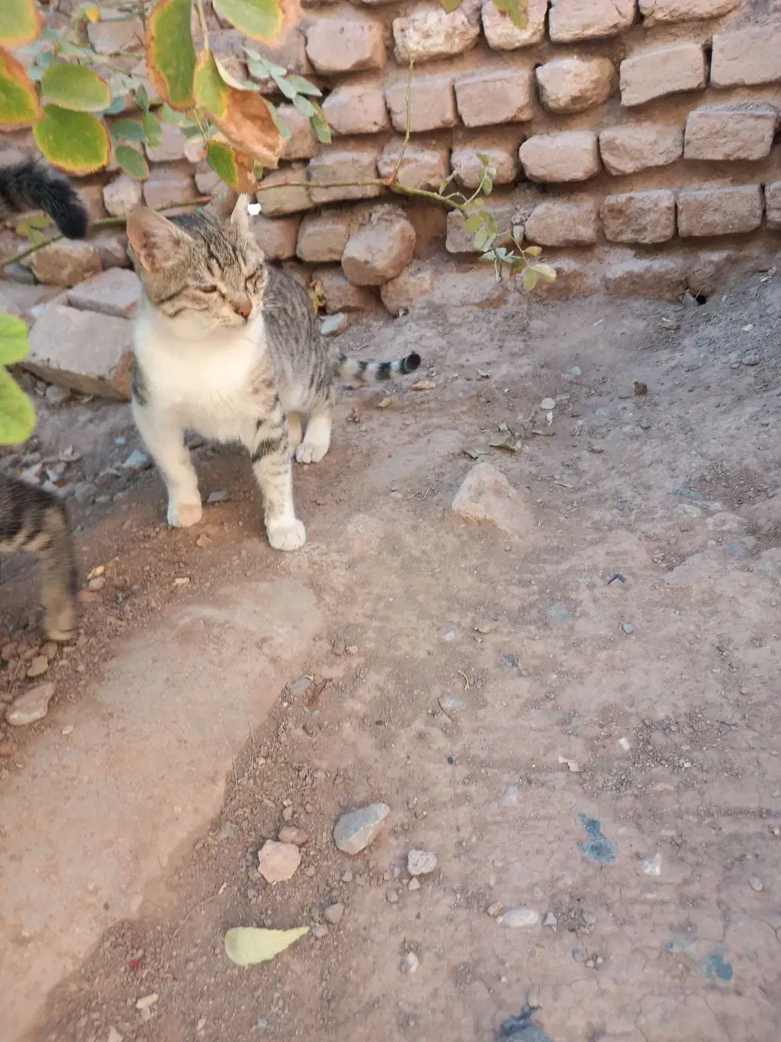 گربه رایگان|گربه|تربت‌حیدریه, بالا ولایت|دیوار