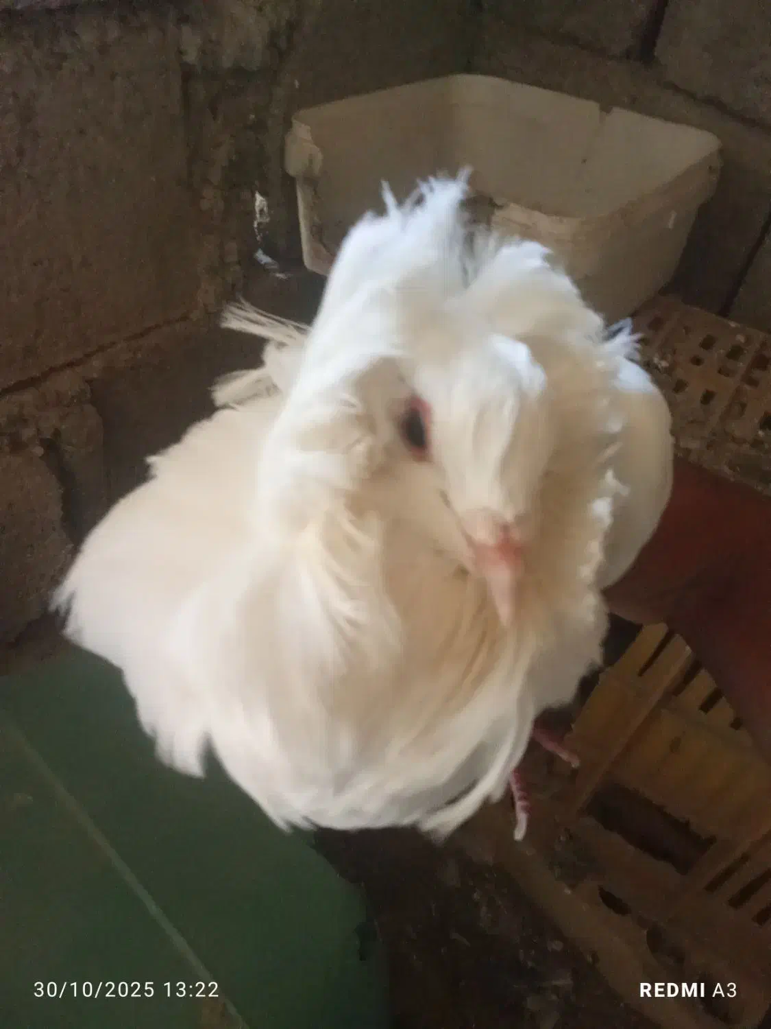 کفتر|پرنده|آسمینون, |دیوار