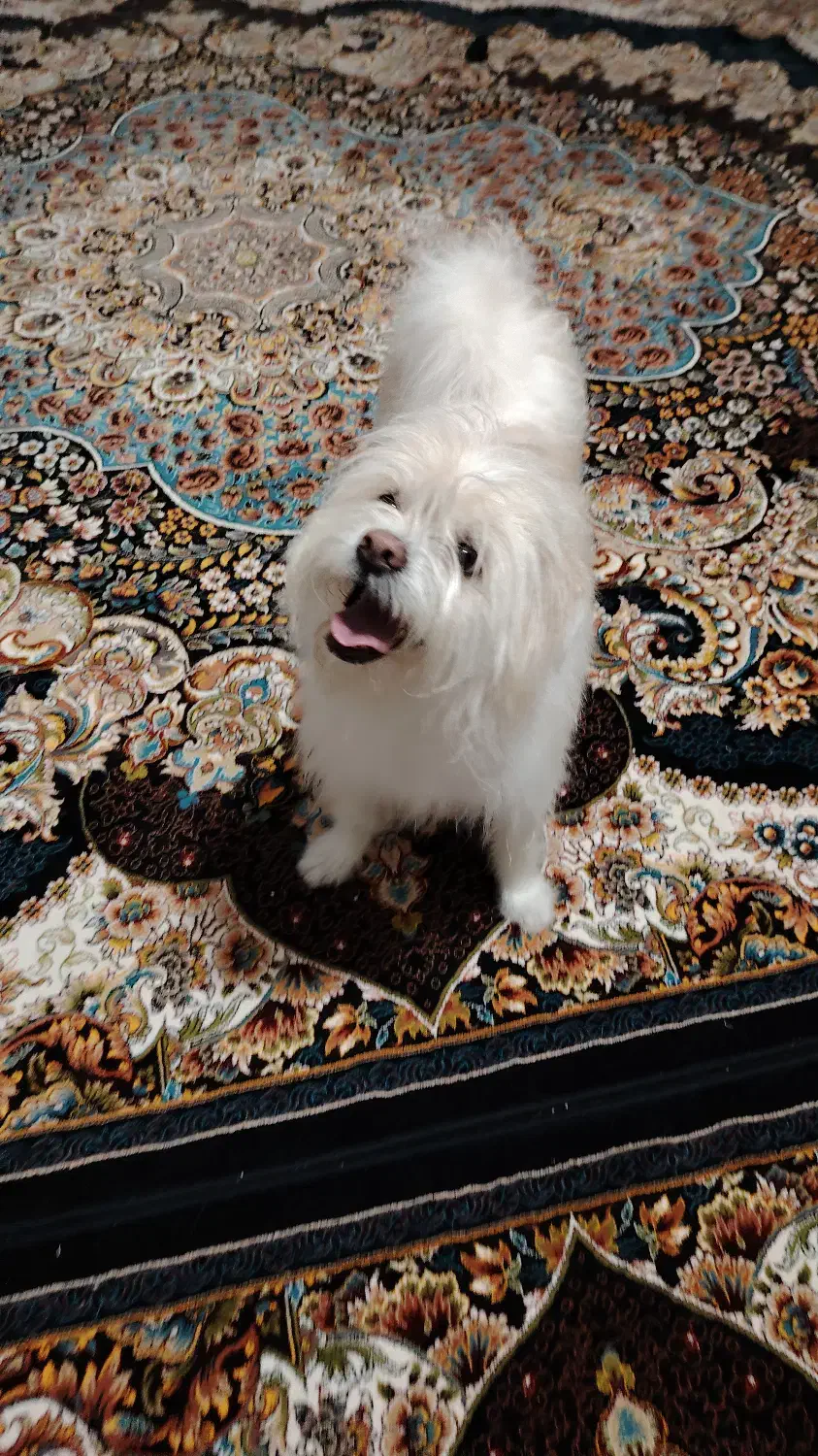 نژاد شیتزو تری|سگ|اصفهان, رهنان|دیوار