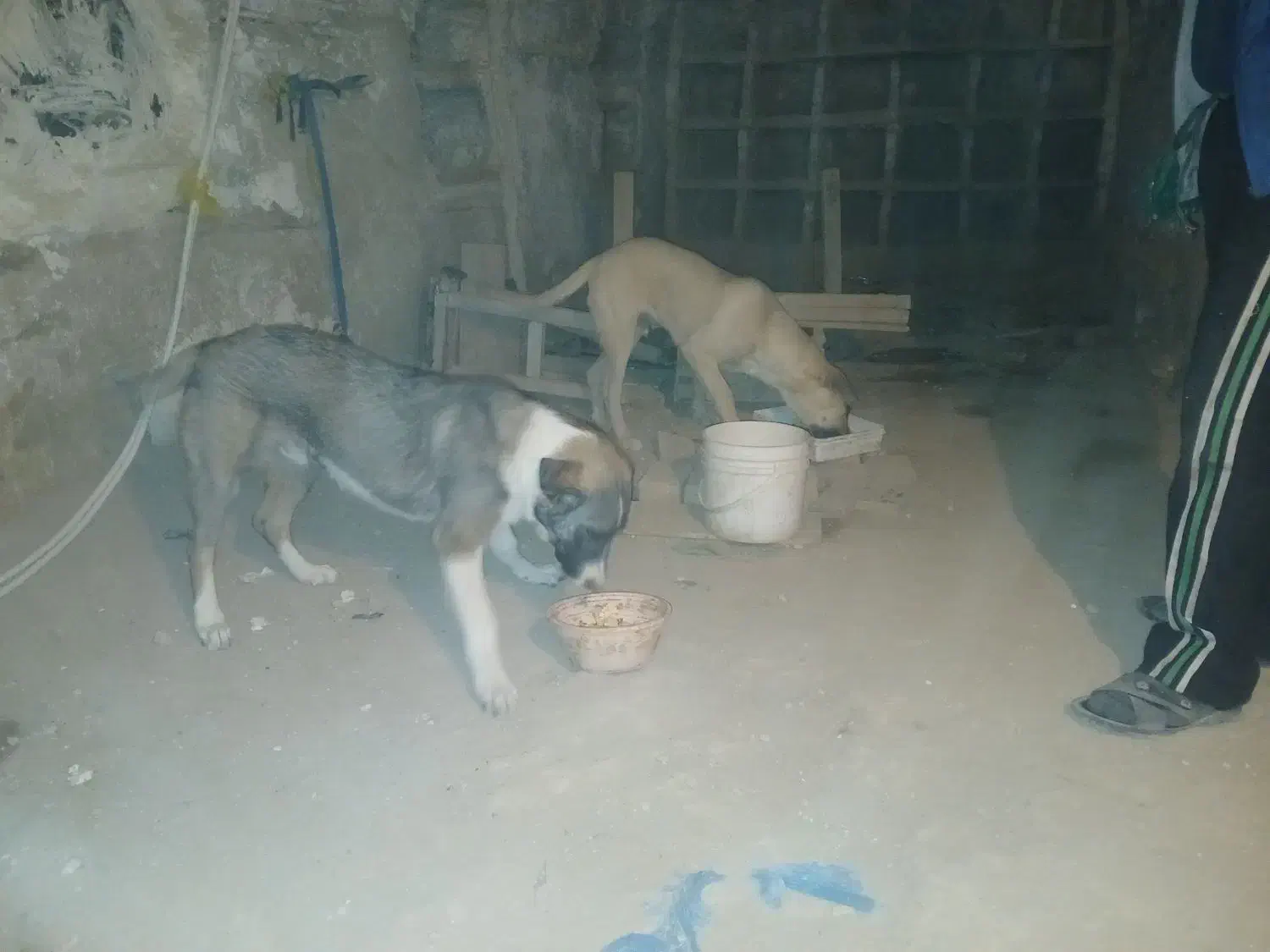 دوعددسک،دورگه،نر،فروشی|سگ|توتکابن, |دیوار