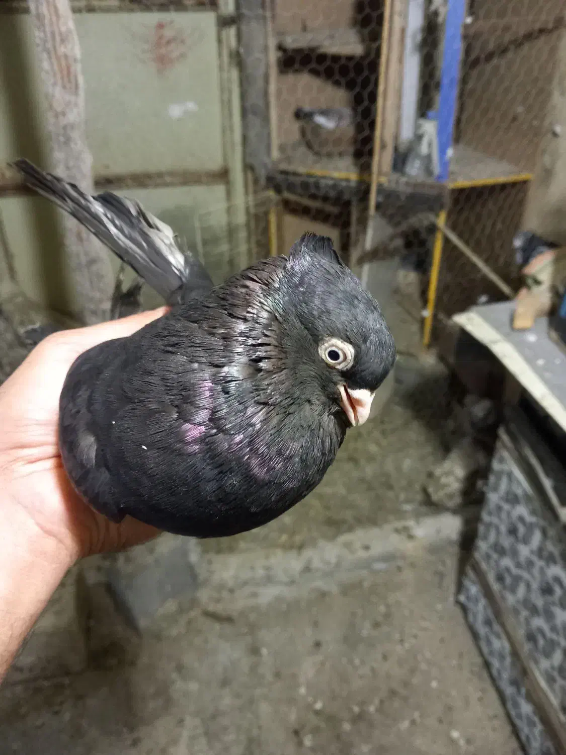 معاوضه ماده سیاه با نر|پرنده|بندر ماهشهر, |دیوار