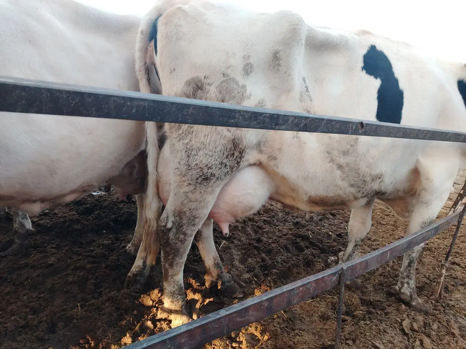 چندعددگاو شیری همه آبستن بالا شکم دومم.|حیوانات مزرعه|بردسکن, |دیوار