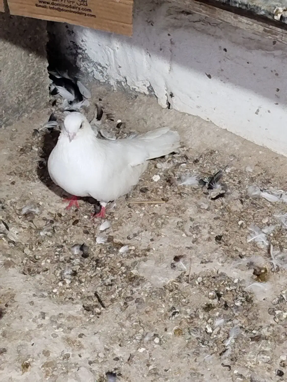 کفترخوب سفید تهرانی زاغ وطوقی آدرس پارسیان|پرنده|پارسیان, |دیوار